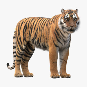 Tiger-Rigged-Fur1