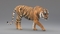Tiger-Rigged-Fur17