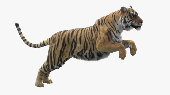 Tiger-Rigged-Maya-3D-model1