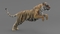 Tiger-Rigged-Maya-3D-model2