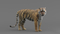 Tiger-Rigged-Maya-3D-model3