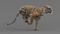 Tiger-Rigged-Maya-3D-model5