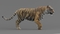 Tiger-Rigged-Maya-3D-model6