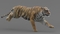 Tiger-Rigged-Maya-3D-model8