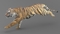 Tiger-Rigged-Maya-3D-model9