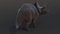 Triceratops-Rigged4