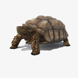 Turtle-Rigged1