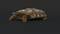Turtle-Rigged2