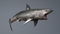 White-Shark-Rigged10