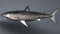 White-Shark-Rigged18