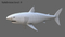 White-Shark-Rigged22