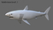 White-Shark-Rigged23