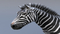Zebra-RIGGED10