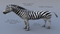 Zebra-RIGGED8
