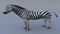 Zebra3